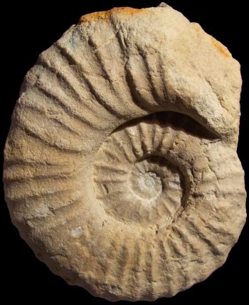 Ammonites et aliae spirae II - Romaniceras (Romaniceras) kallesi