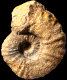 Romaniceras (Yubariceras) ornatissimum