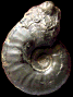 Pseudohaploceras liptoviense