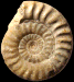 Tropidoceras sp.