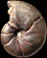 Phylloceras (Hypophylloceras) paquieri