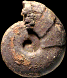 Melchiorites strigosus