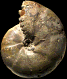 Salfeldiella (Salfeldiella) guettardi