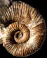 Australiceras jackii