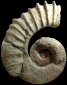 Tropaeum sp.