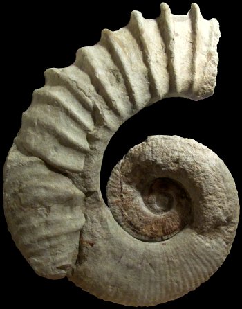 Ammonites et aliae spirae II - Tropaeum sp.