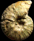 Uhligella balmensis