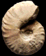 Lewesiceras peramplum