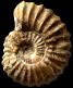 Brancoceras (Brancoceras) subcompressum