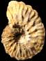 Schloenbachia coupei  forma nodulosa