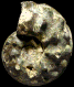 Schloenbachia coupei  forma trituberculata