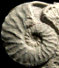 Schloenbachia varians  forma intermedia