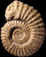 Texanites (Texanites) gallicus