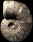 Pseudaspidoceras footeanum