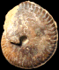 Micromphalites (Clydomphalites) clydocromphalus