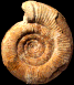 Vermisphinctes martiusii (M)