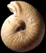 Bullatimorphites (Kheraiceras) prahecquense (M)