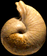 Bullatimorphites (Kheraiceras) devauxi (m)