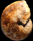 Clydoniceras discus (M)