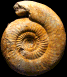 Bajocisphinctes lenki (M)