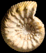 Pseudoteloceras boursicoti (M) juv.