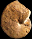 Paralcidia mamertensis