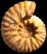 Paramammites polymorphus