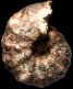 Spathites (Jeanrogericeras) combesi