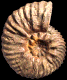 Hoplites (Hoplites) dentatus