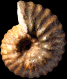 Sonneratia perinflata