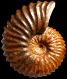 Tetrahoplites rossicus