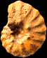 Semenoviceras solidum