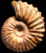 Tetrahoplites subquadratus