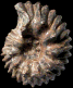 Hoplites (Hoplites) benettianus  var. benettianus