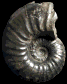Paraspiticeras cf. percevali