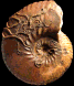 Anahoplites planus