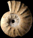 Eupachydiscus levyi