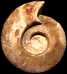 Vascoceras durandi