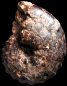 Mammites asflaensis