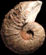 Pseudaspidoceras madagascariensis