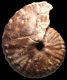 Pseudoneoptychites aff. intermedius