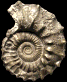 Peltoceras schroederi morphe schroederi (M)