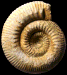 Stephanoceras (Stephanoceras) scalare (M)