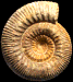 Stephanoceras (Stephanoceras) mutabile (M)