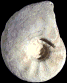 Lewesiceras peramplum