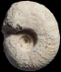Tragodesmoceras courtilleri