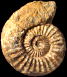 Asteroceras gr. blakei