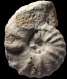 Lecointriceras costatum