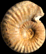 Epipeltoceras semimammatum (m)