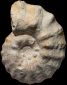 Mammites mohovanensis